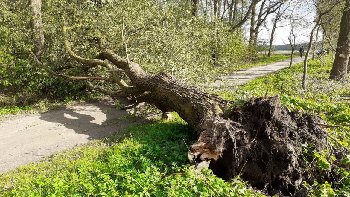 Umgestürzter Baum