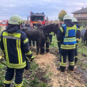 Pferde aus Güllegrube gerettet