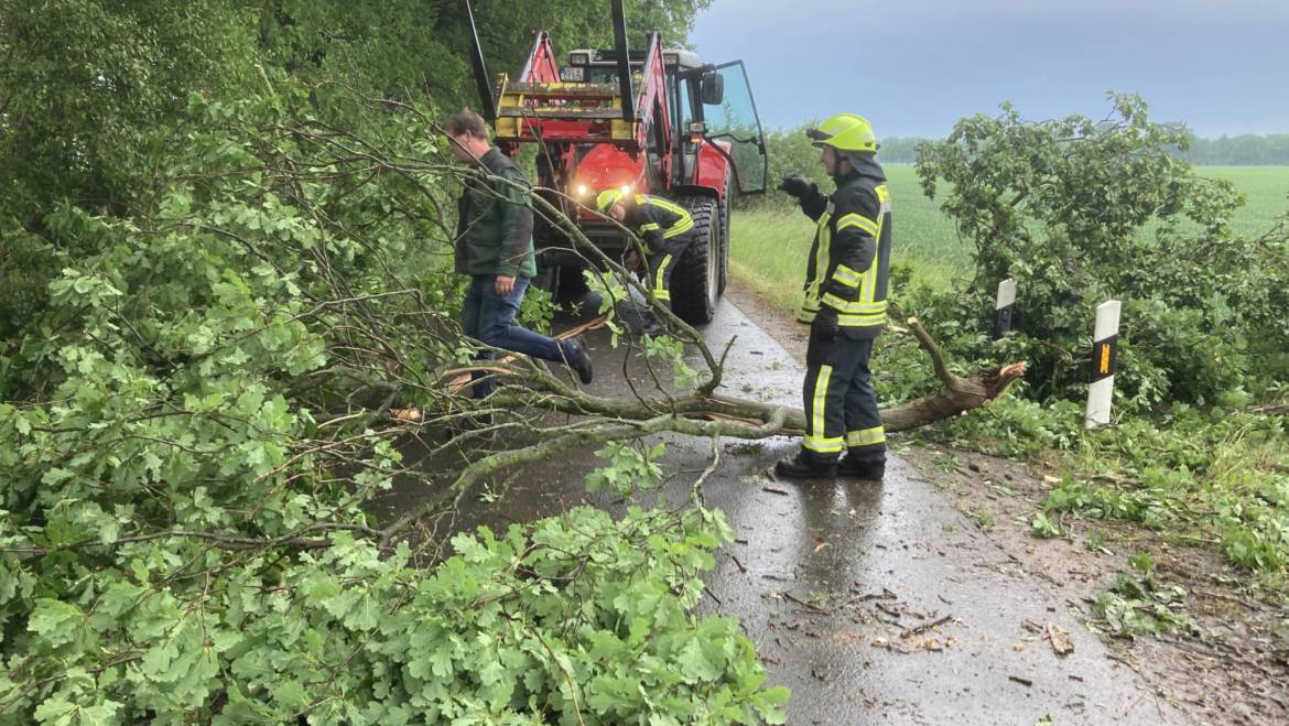 TH umgestürzter Baum