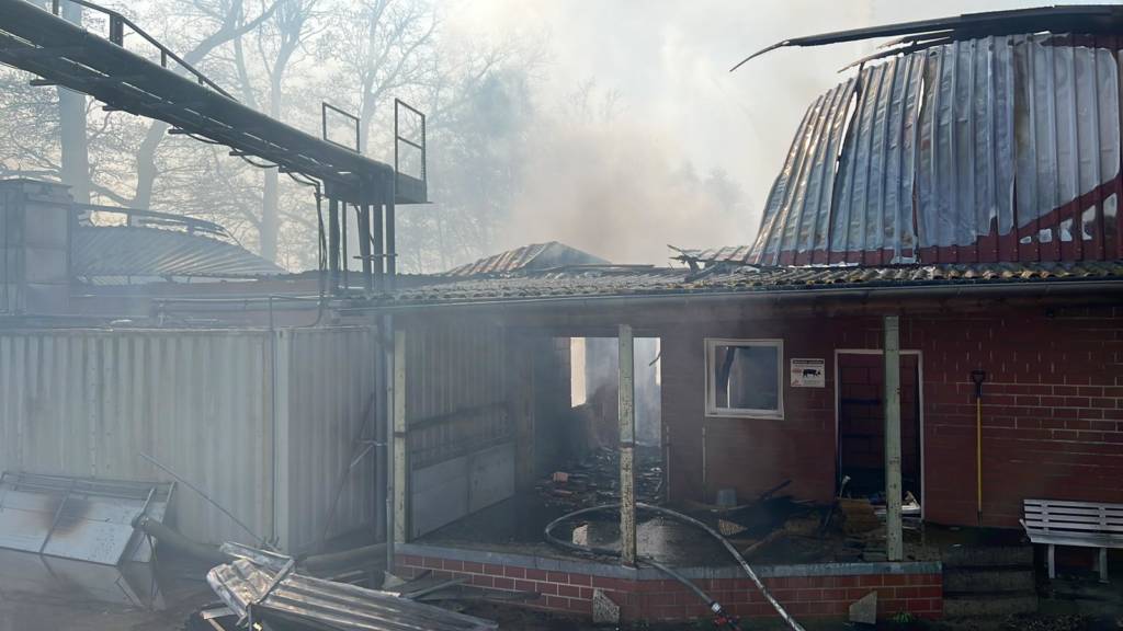 Nach das Dach eingestürzt war, konnte der Brand im Schweinestelle in Lohne von Innen gelöscht werden.
