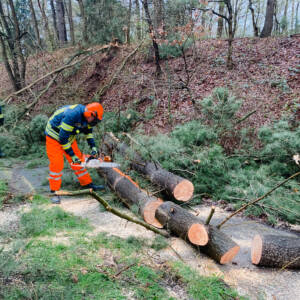 Umgestürzter Baum auf Fahrbahn